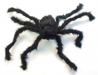 Spinne schwarz