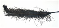 Feather spadona black (L=60 cm)