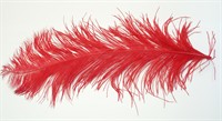 Feather spadona red   (L=60 cm)