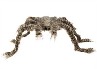 Hairy spider 50x70cm  