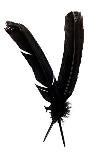 Turkey feather black (L=25 cm)