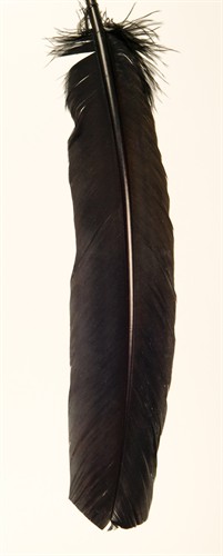 Turkey feather brown (L=25 cm)