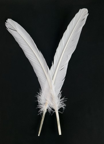 Turkey feather white (L=25 cm)