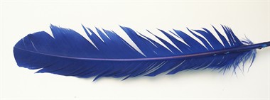 Turkey feather blue (L=25 cm)