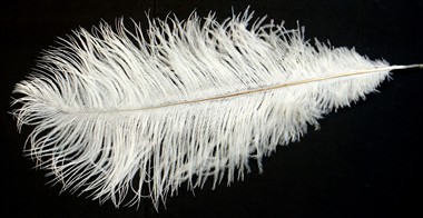 Feather white (L=35 cm)