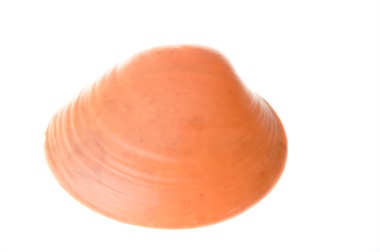 mossel oranje