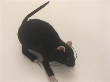 Ratte schwarz 