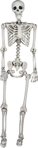 Skeleton for hanging 150cm movable