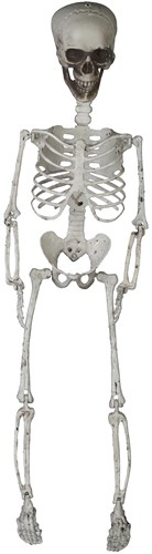 Skeleton for hanging 70cm movable